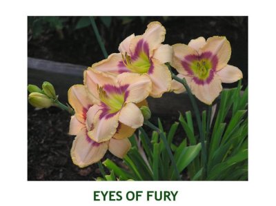 Eyes Of Fury ~ ( L )(24-36) (M) (Re) (Dor) (Tet)