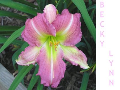 Becky Lynn ~ (L) (18-24) (EE) (Re) (Sev) (Dip)