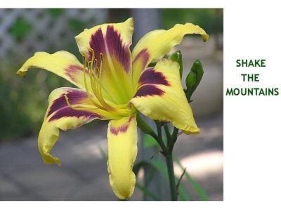 Shake The Mountains ~ (L) (24-36) (M) (Re) (Ev) (Tet)