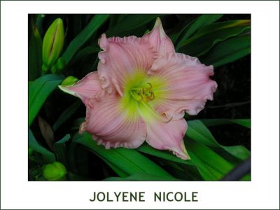 Joylene Nicole ~ (L) (12-18) (M) (Ev) (Dip)