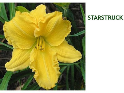 Starstruck ~ ( L) (18-30) ((M-La) (Dor) (Tet)