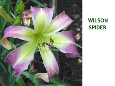 Wilson Spider ~ (L) ( 24-36) (M) (Dor) (Dip)