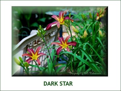 Dark Star ~ (L) (24-36) ((Em)(Ev) (Dip)