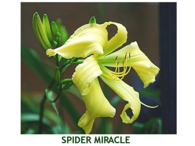 Spider Miracle ~ (L) (24-36) (M) (Dor)(Dip)
