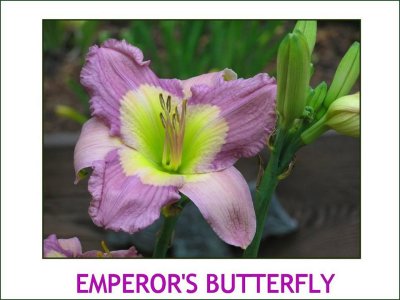 Emperor Butterfly ~ (L) (24-36)(Em)(Re) (Ev)(Dip)