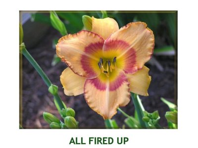 All Fired Up ~ (L) (18-24) (E) (Re) (Ev)(Tet)