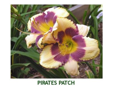 Pirates Patch ~ (L) (24-36) (Em)(Re) (Ev)(Tet)
