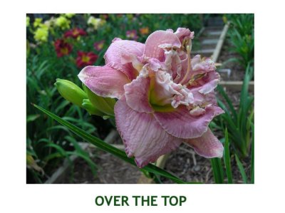 Over the Top~ (L) (24-36)(M)(Re) (Ev)(Tet)