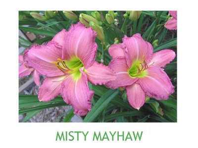 Misty Mayhaw ~ (L)(18-24)(Em)(Re)(Sev)(Dip)