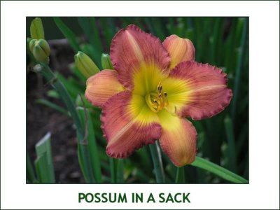 Possum In A Sack ~ (L) (24-36)(Em)(Re) (Ev)(Tet)