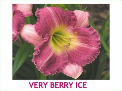 Very Berry Ice~ (L)(24-36) (La)(Re)(Ev)(Dip)