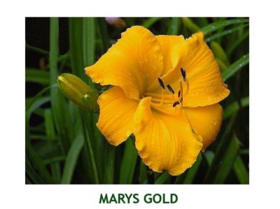 Mary's Gold ~ 24-36 (M) (Large) (Dor)(Tet)