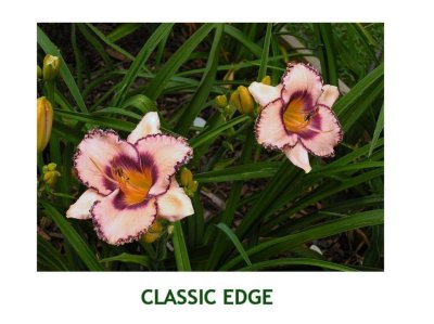 Classic Edge~ (L) (24-36)(EM)(Re)(Ev)(Tet)