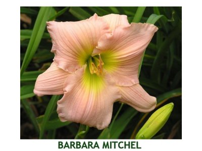Barbara Mitchel ~ (L) (18-24)(M)9Re)(Sev)(Dip)