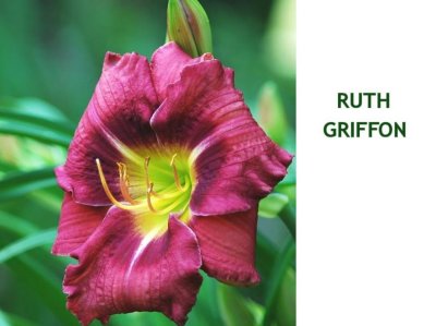 Ruth Griffin~ (L)(18-24)(m)(Dor)(Dip)