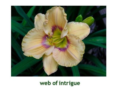 Web Of Intrigue~ (L) (24-36)(EE)(Re)(Ev)(Tet)
