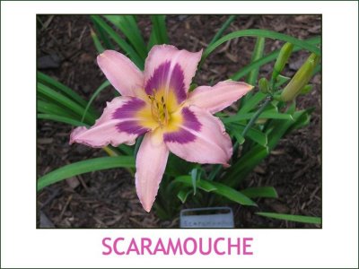 Scaramouche~ (L)(24-36)(M)(Re)(Ev)(Tet)