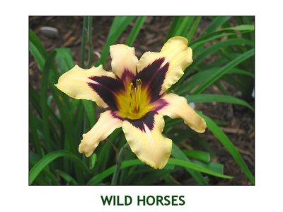 Wild Horses ~ (L)(24-36)(E0(Re0(Ev)(Tet)