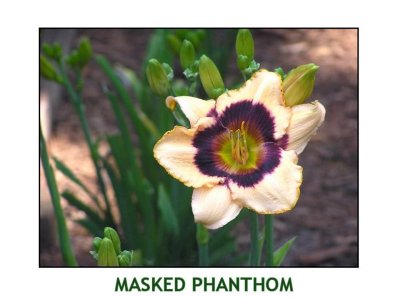 Masked Phanthom~ (L)(24-360(M)((Dor)(Tet)