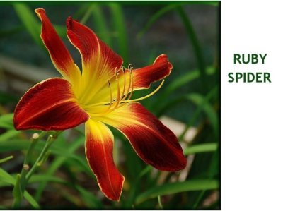 Ruby Spider ~ (L) (24-36)((E)(Dor)(Tet)