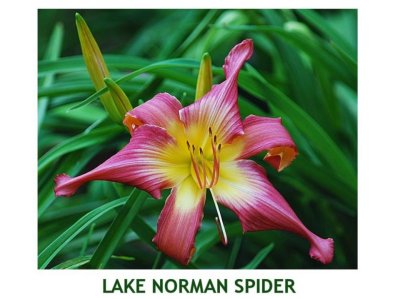 Lake Norman Spider ~ (L)(24-36)((M)(Dor)(Dip)