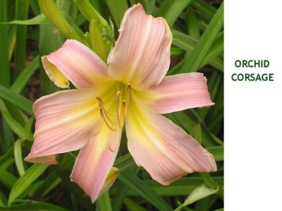 Orchid Corsage ~ (L) (24-36)(M-La)(Re)(Dor)(Dip)