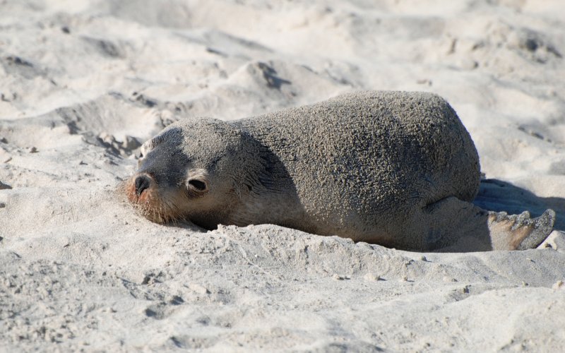 Sea Lion Pup