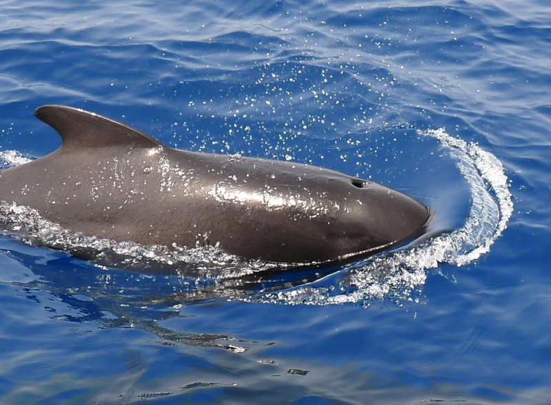 Pilot Whale Bow Wave
