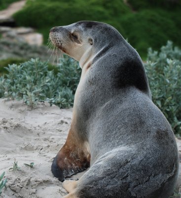 Sea Lion