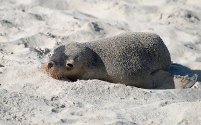 Sea Lion Pup