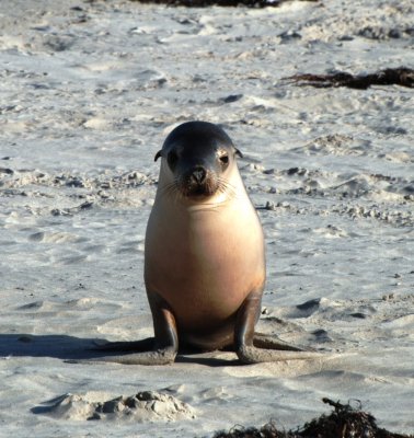 Lonely Sea Lion Pup 