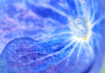 Hydrangea Blue