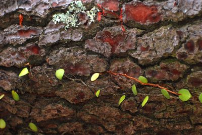 Bark Pattern