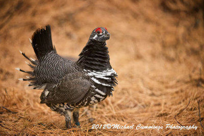 _Male Spruce Grouse Displaying