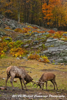 Elk and Red Deer Sparing