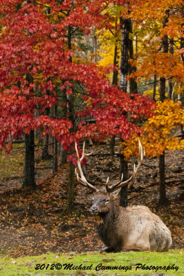 Bull Elk In Autumn Forest