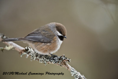 Boreal Chickadee