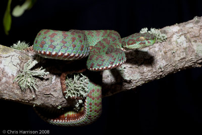 Trimeresurus kanburiensis