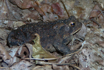 Anaxyrus americanusAmerican Toad