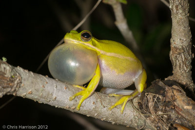 Hyla cinereaGreen Treefrog