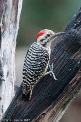 Ladder-backed Woodpecker
