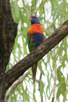 Rainbow Lorikeet