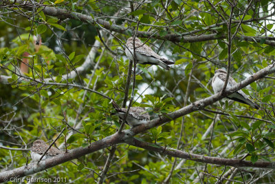 Sand-colored Nighthawk