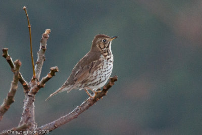 Song Thrush