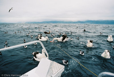 Kaikoura Birds