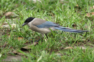 Azure-winged Magpie