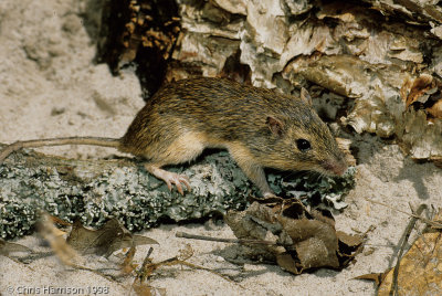 Hispid Pocket MouseChaetodipus hispidus