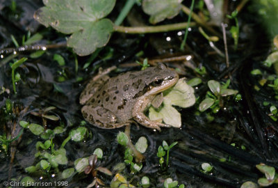 Pseudacris maculataBoreal Chorus Frog