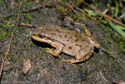 Pseudacris maculataBoreal Chorus Frog