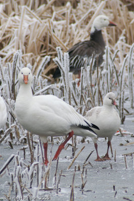 Snow Goose, Ross' Goose, Blue Goose